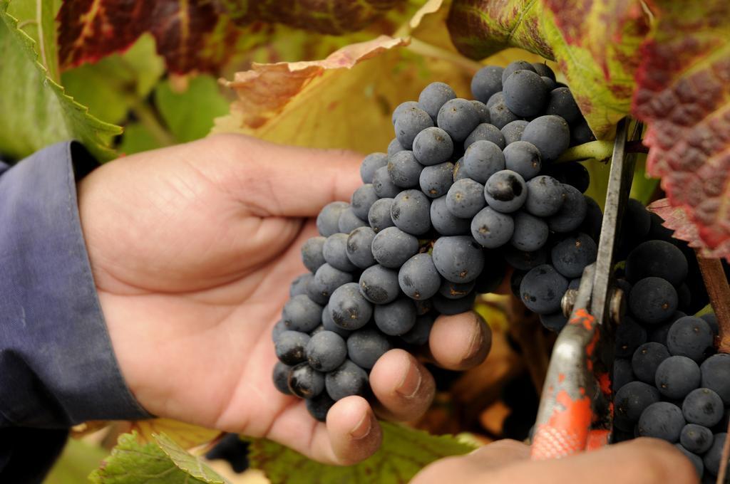 منزل الضيف Lagunillas  في La Casona At Matetic Vineyards المظهر الخارجي الصورة